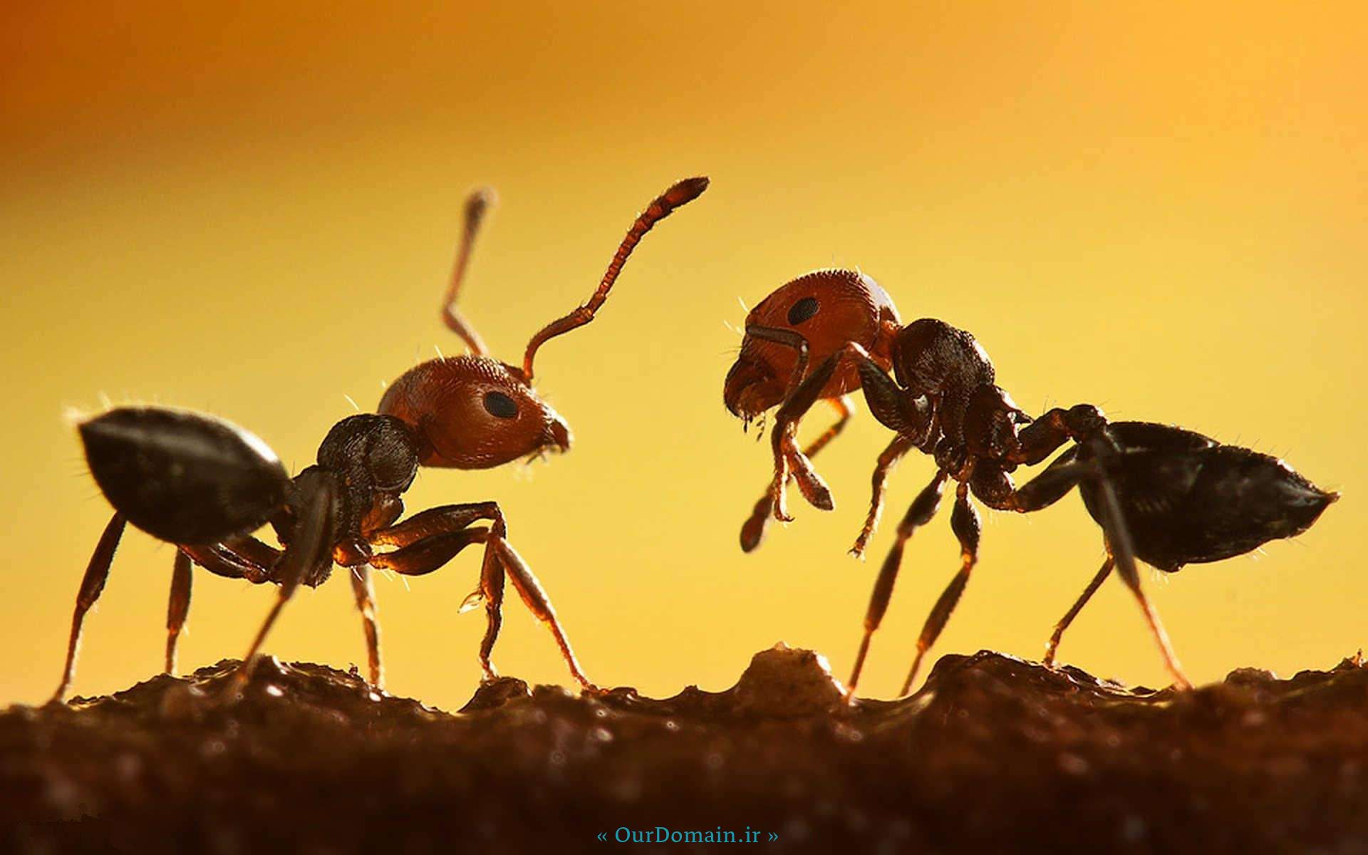 مختصری در مورد زندگی مورچه ها