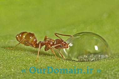 مختصری در مورد زندگی مورچه ها
