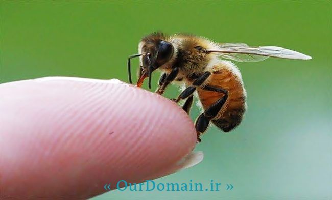 از نیش زنبور نترسید