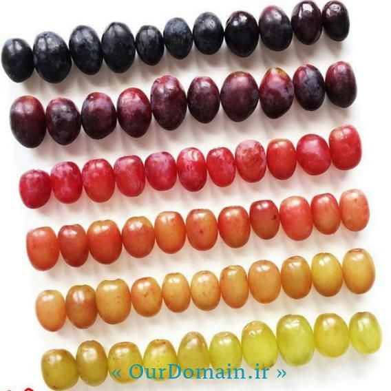 هر رنگ انگور چه فوایدی دارد ؟